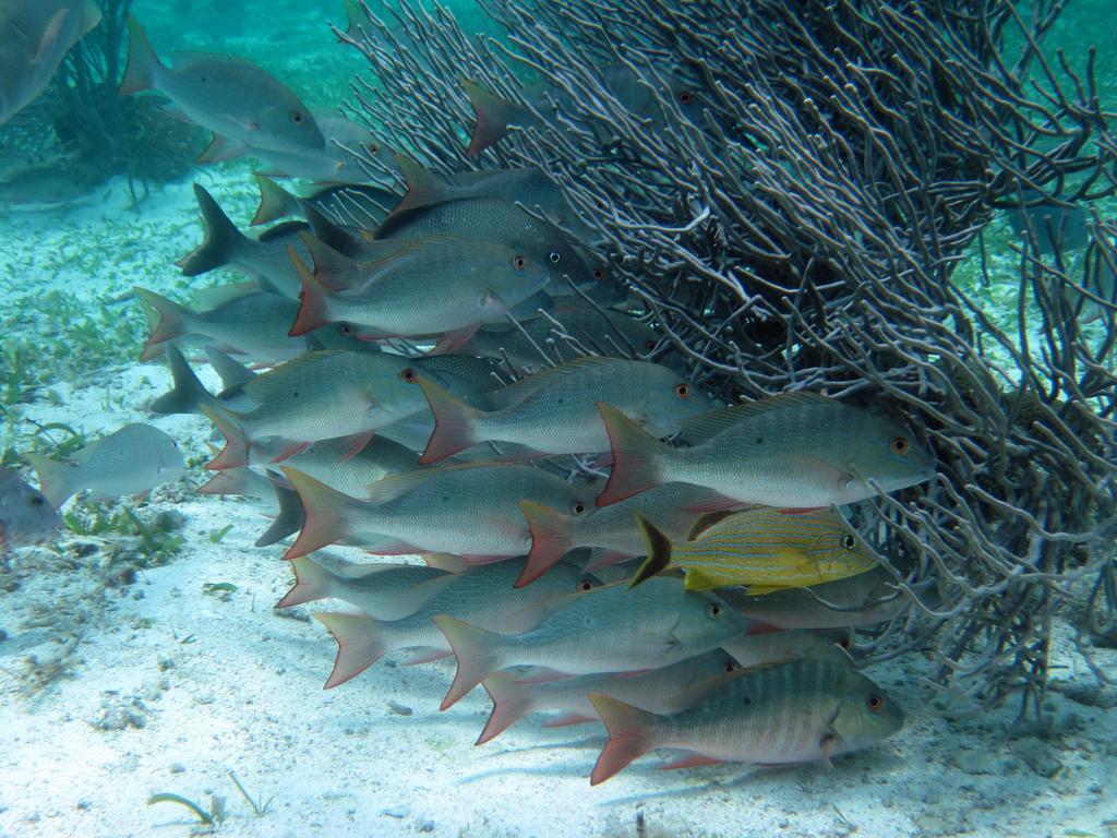 Caye Reef Condos Caye Caulker Eksteriør billede